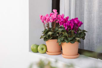 Taller de jardinería otoñal