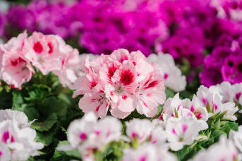 Taller de jardinería para la primavera