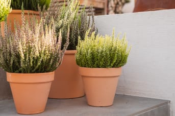Taller de composición de planta ornamental otoñal