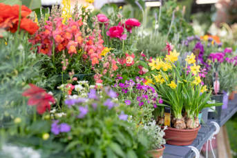 Taller de composición de planta primaveral