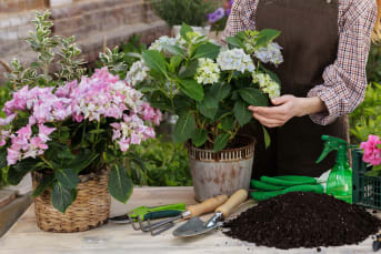 Taller de hortensias y otras plantas ácidas