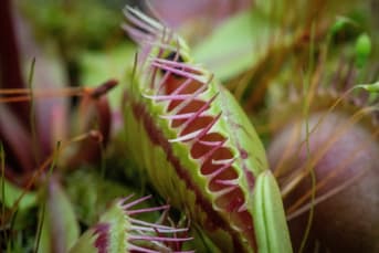 Taller de plantas carnívoras para niños