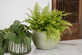 Taller de iniciación al mundo de las plantas de interior