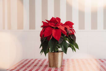 Taller de Poinsettias