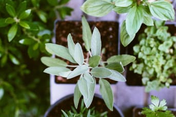 Taller de trasplante efectivo