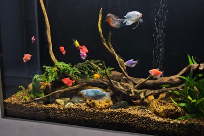 Taller infantil de acuario