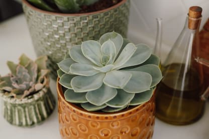 Taller de cactus, crasas y suculentas