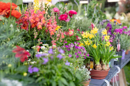 Taller de composición de planta primaveral