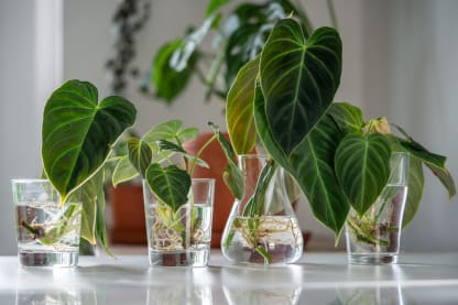 Evento: Intercambio de esquejes