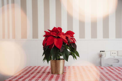 Taller de Poinsettias