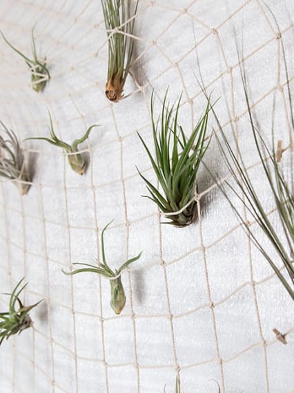 Plantas de aire o tillandsia