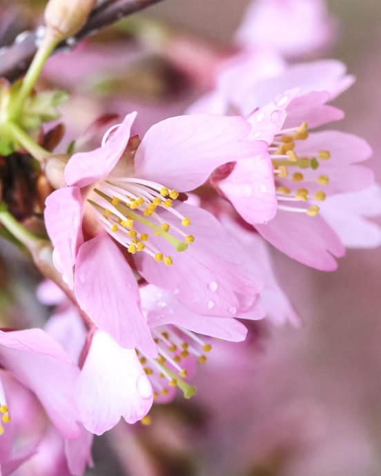 Prunus Incam "Okame"