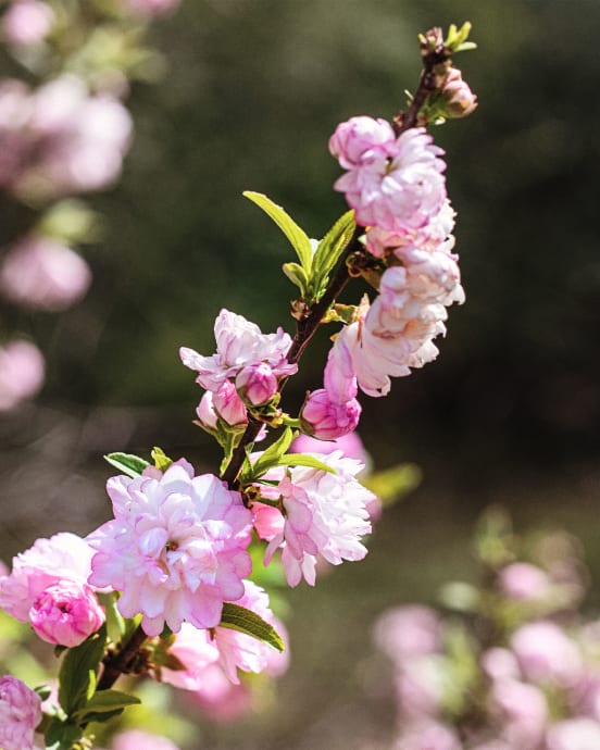 Prunus Glandulosa "Rosea Plena"