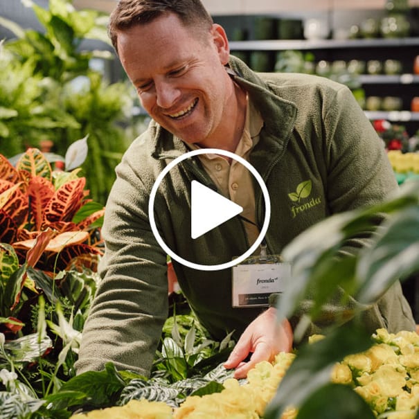 Trabajador de Fronda en tienda