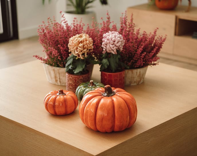 Comprar todo el look