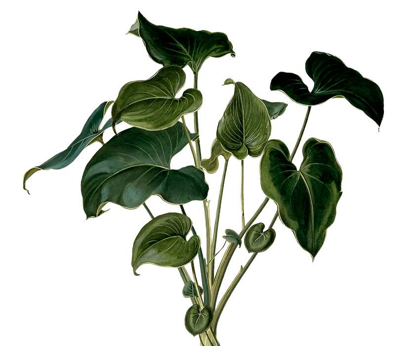 Planta