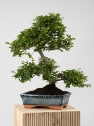 Bonsai Zelkova (Olmo chino parvifolia)