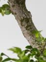 Bonsai Zelkova (Olmo chino parvifolia)