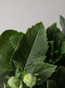Platycodon