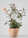 Fotinia fraseri 'Red Robin'