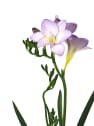 Freesia