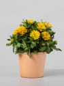 Zinnia elegans