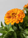 Zinnia elegans