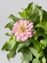 Zinnia elegans