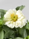 Zinnia elegans
