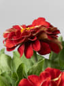 Zinnia elegans