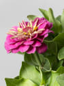 Zinnia elegans