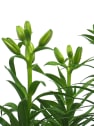 Lilium orientalis (Lirio)