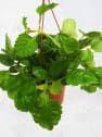 Plectranthus verticillatus - Planta del Dinero