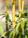 Phyllostachys 'Aureocaulis' (Bambú amarillo con surco)