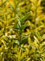 Evónimo enano dorado - Euonymus pulchellus 'Aurea'