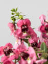 Angelonia angustifolia