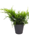 Juniperus old gold