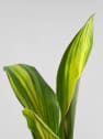 Cordyline (varias especies)