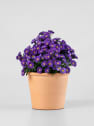 Aster novi-belgii