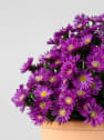 Aster novi-belgii