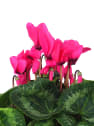 Cyclamen (varios colores)