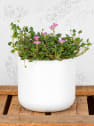 Erodium × variabile 'Bishop's Form'