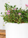 Erodium × variabile 'Bishop's Form'