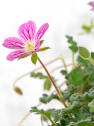 Erodium × variabile 'Bishop's Form'