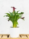 Zantedeschia (Cala de colores)