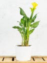 Zantedeschia (Cala de colores)