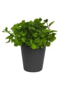 Menta naranja - Planta aromática