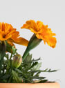 Tagetes patula (Clavel de moro)