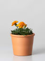 Tagetes patula (Clavel de moro)