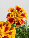 Tagetes patula (Clavel de moro)